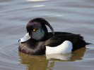 Tufted Duck (WWT Slimbridge April 2011) - pic by Nigel Key